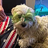 dog, white_dog, glasses, star_shaped_glasses, pet, fluffy, indoor, person, hand, american_flag_shirt, sofa, casual, home, furniture, stool, mop, relaxed, cute, funny, accessory