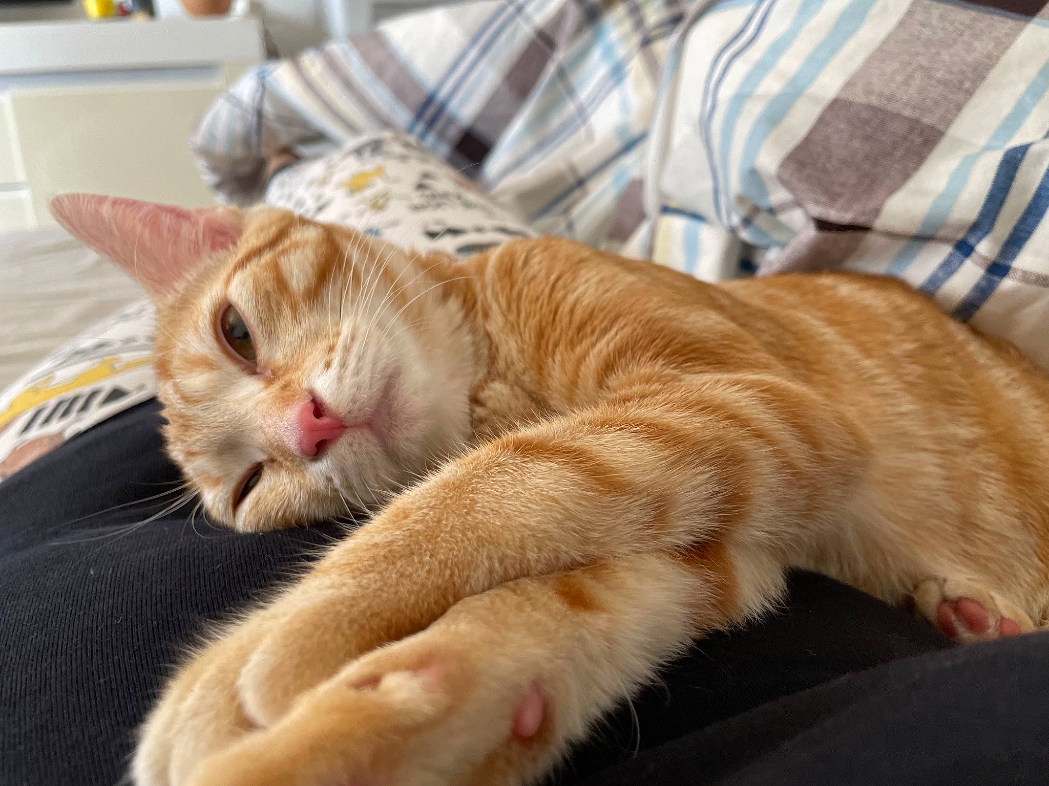 Fifille participe au concours pour gagner de l'argent avec cette photo : carnivore, cat, claw, comfort, domestic_short_haired_cat, fawn, felidae, fur, nap, paw, sleep, small_to_medium_sized_cats, snout, tail, whiskers