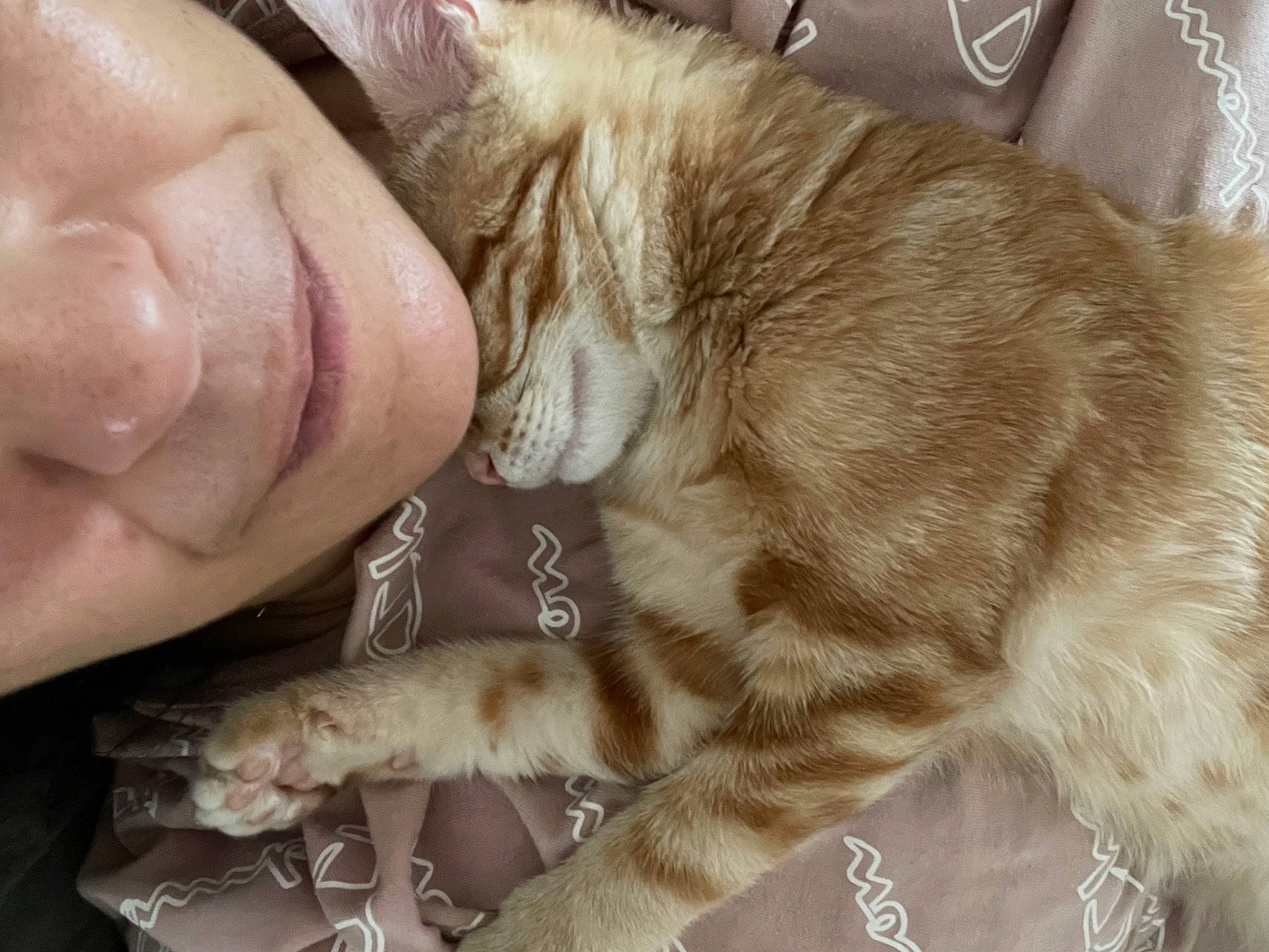 Fifille participe au concours pour gagner de l'argent avec cette photo : carnivore, cat, claw, comfort, domestic_short_haired_cat, ear, eyelash, fawn, felidae, fur, gesture, happy, nail, paw, small_to_medium_sized_cats, smile, snout, tail, whiskers, wrinkle