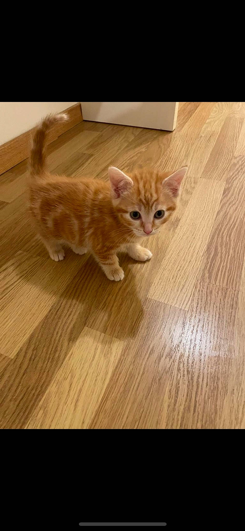 Fifille a rejoint le concours — aidez-le/la à gagner de superbes lots ! carnivore, cat, comfort, domestic_short_haired_cat, fawn, felidae, floor, flooring, fur, hardwood, laminate_flooring, paw, small_to_medium_sized_cats, snout, tail, varnish, whiskers, wood, wood_flooring, wood_stain