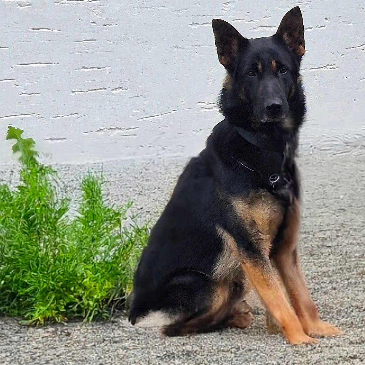 Jazz participe au concours pour gagner de l'argent avec cette photo : alert, animal, black_and_tan, canine, collar, dog, ears, fur, german_shepherd, gravel, nature, outdoor, pet, plants, portrait, quiet, side_view, sitting, wall, watchful