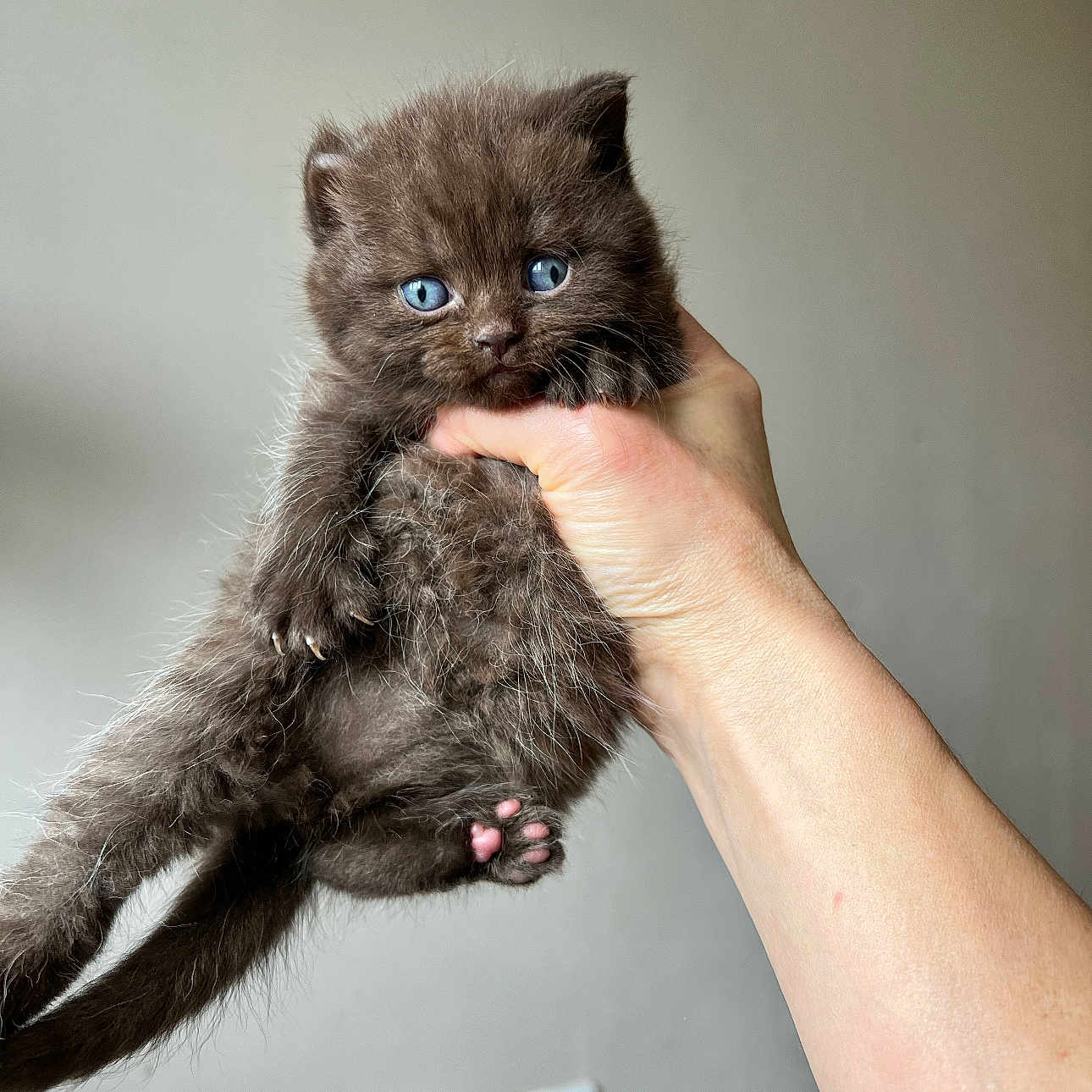 Cinnamon joined the competition — help win amazing prizes! abyssinian, angora, animal, bodypart, cat, finger, hand, kitten, manx, person, pet, siamese, wrist