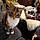 Daisy