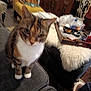 cat, tabby_cat, indoor, couch, furniture, living_room, curious, blurred, cozy, household_items, tray, snacks, yellow_chair, throw_blanket, slippers, floor, wooden_cabinet, umbrella, domestic_animal, pet