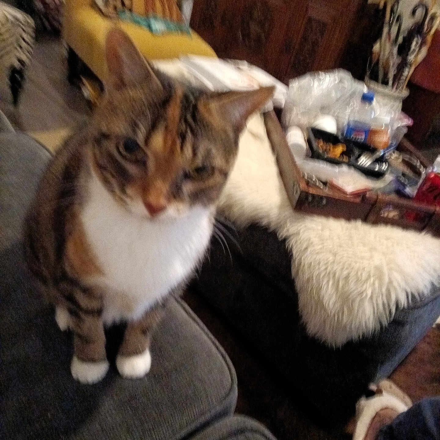 Daisy is registered to the contest to win money with this photo: blurred, cat, couch, cozy, curious, domestic_animal, floor, furniture, household_items, indoor, living_room, pet, slippers, snacks, tabby_cat, throw_blanket, tray, umbrella, wooden_cabinet, yellow_chair