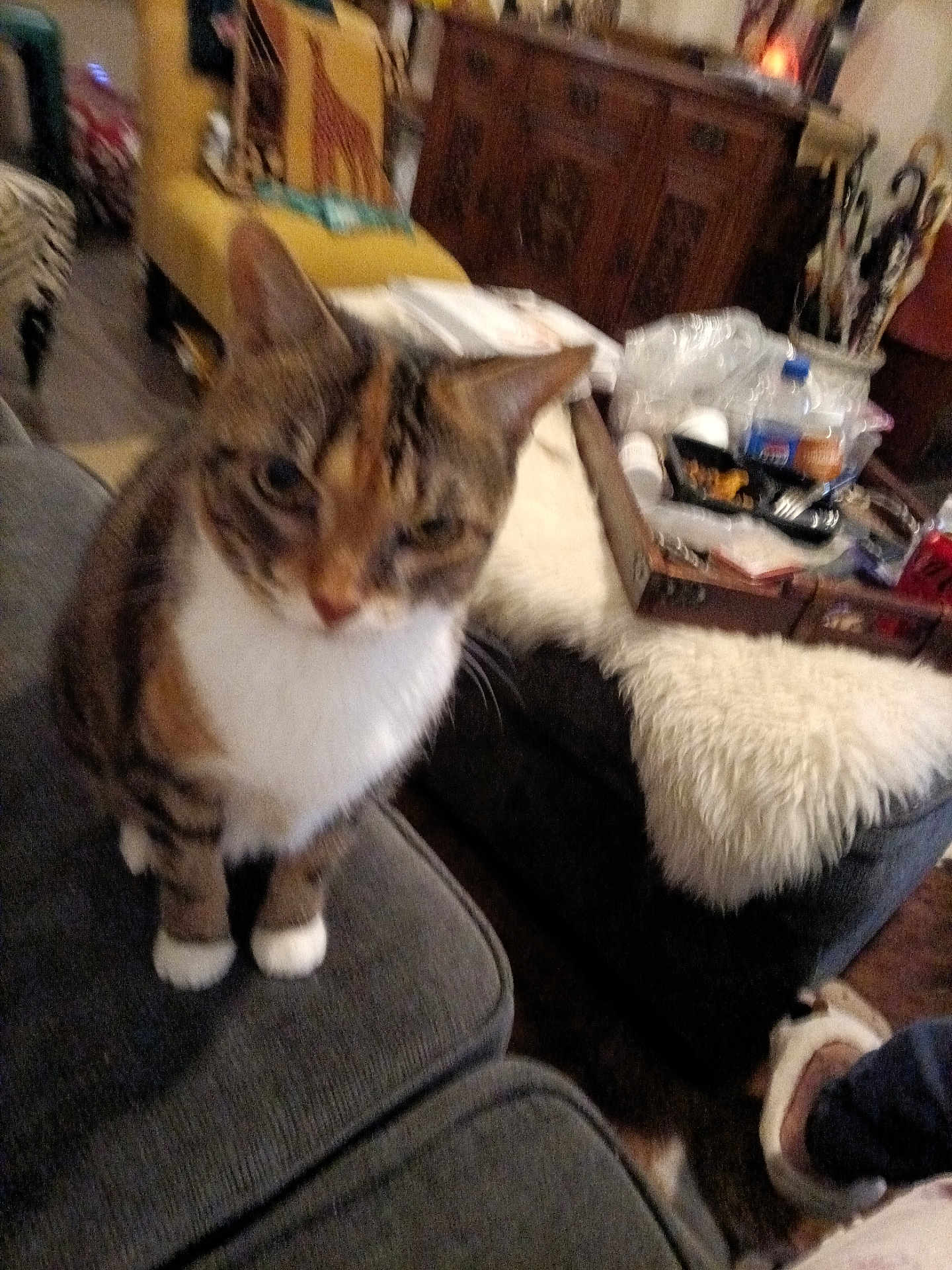 Daisy