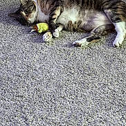 Annie is registered to the contest to win money with this photo: animal, carpet, cat, close_up, cute, domestic_animal, feline, fur, home, indoor, laying_down, paws, pet, plush_toy, relaxed, resting, sleepy, tabby, toy, whiskers