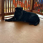 Smokie is registered to the contest to win money with this photo: dog, black_dog, porch, wooden_railing, outdoor, floor, animal, pet, resting, calm, quiet, equipment, yard, daylight, domestic_animal, canine, side_view, relaxed, nature, fence