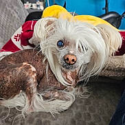 Jappeloup participe au concours pour gagner de l'argent avec cette photo : adorable, blanket, blue_wall, brown_fur, canine, close_up, couch, dog, funny, home, indoors, long_hair, lying_down, pet, portrait, scruffy, small_dog, soft_lighting, white_fur, yellow_blanket