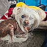 adorable, blanket, blue_wall, brown_fur, canine, close_up, couch, dog, funny, home, indoors, long_hair, lying_down, pet, portrait, scruffy, small_dog, soft_lighting, white_fur, yellow_blanket