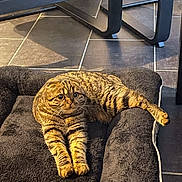 Rosa a rejoint le concours — aidez-le/la à gagner de superbes lots ! cat, tabby_cat, pet_bed, indoor, floor_tiles, stretching, feline, curious_eyes, plush_bed, striped_fur, relaxed, animal, domestic_cat, paw, resting, cozy, sunlight, shadow, black_bed, comfort