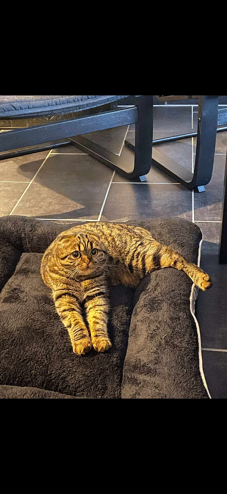 Rosa a rejoint le concours — aidez-le/la à gagner de superbes lots ! cat, tabby_cat, pet_bed, indoor, floor_tiles, stretching, feline, curious_eyes, plush_bed, striped_fur, relaxed, animal, domestic_cat, paw, resting, cozy, sunlight, shadow, black_bed, comfort