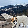 dog, snow, mountain, bench, wood, outdoor, nature, animal, scenic, landscape, winter, forest, cloudy_sky, tree, pet, fur, playful, walking, rural, cold