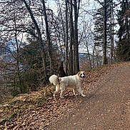 Masi participe au concours pour gagner de l'argent avec cette photo : animal, autumn, brown, canine, dog, forest, fur, leaves, nature, outdoor, path, pet, scenery, sky, tongue_out, trail, trees, walking, white, woods