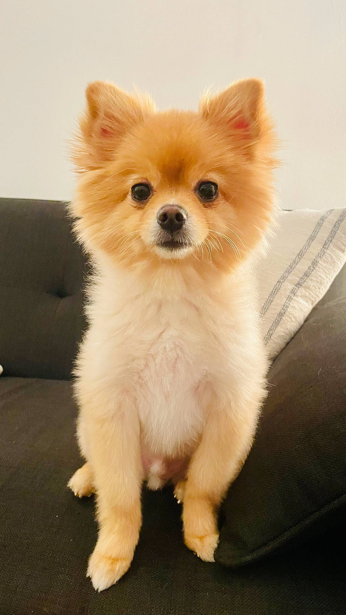 Nate joined the competition — help win amazing prizes! canidae, carnivore, companion_dog, corgi_chihuahua, dog, dog_breed, dog_supply, fawn, fur, german_spitz, non_sporting_group, pomeranian, snout, spitz, sporting_group, terrestrial_animal, toy_dog, volpino_italiano, whiskers, working_animal