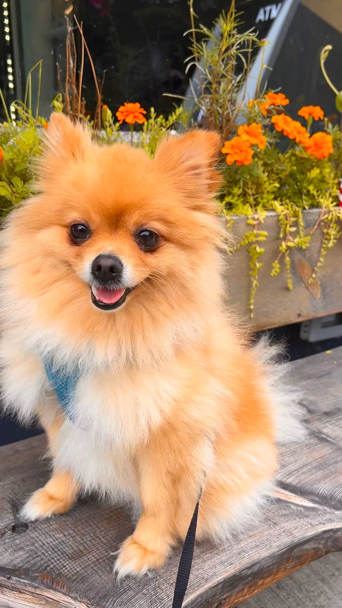 Nate joined the competition — help win amazing prizes! canidae, carnivore, companion_dog, dog, dog_breed, dog_supply, fawn, flower, fur, german_spitz, german_spitz_klein, head, plant, pomeranian, snout, spitz, sporting_group, toy_dog, whiskers, working_animal
