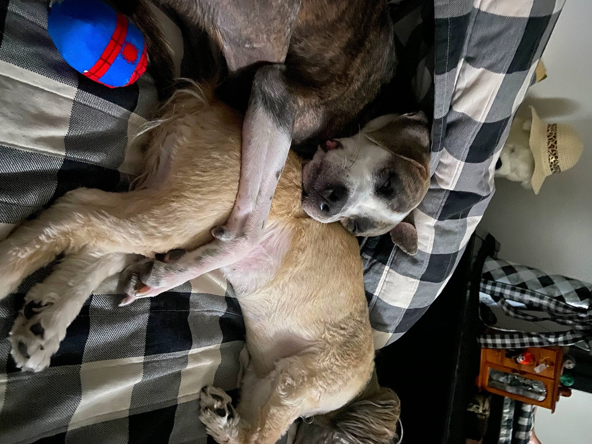 Griffin joined the competition — help win amazing prizes! canidae, carnivore, collar, comfort, companion_dog, dog, dog_breed, dog_supply, fawn, fur, non_sporting_group, paw, pet_supply, snout, sporting_group, working_animal