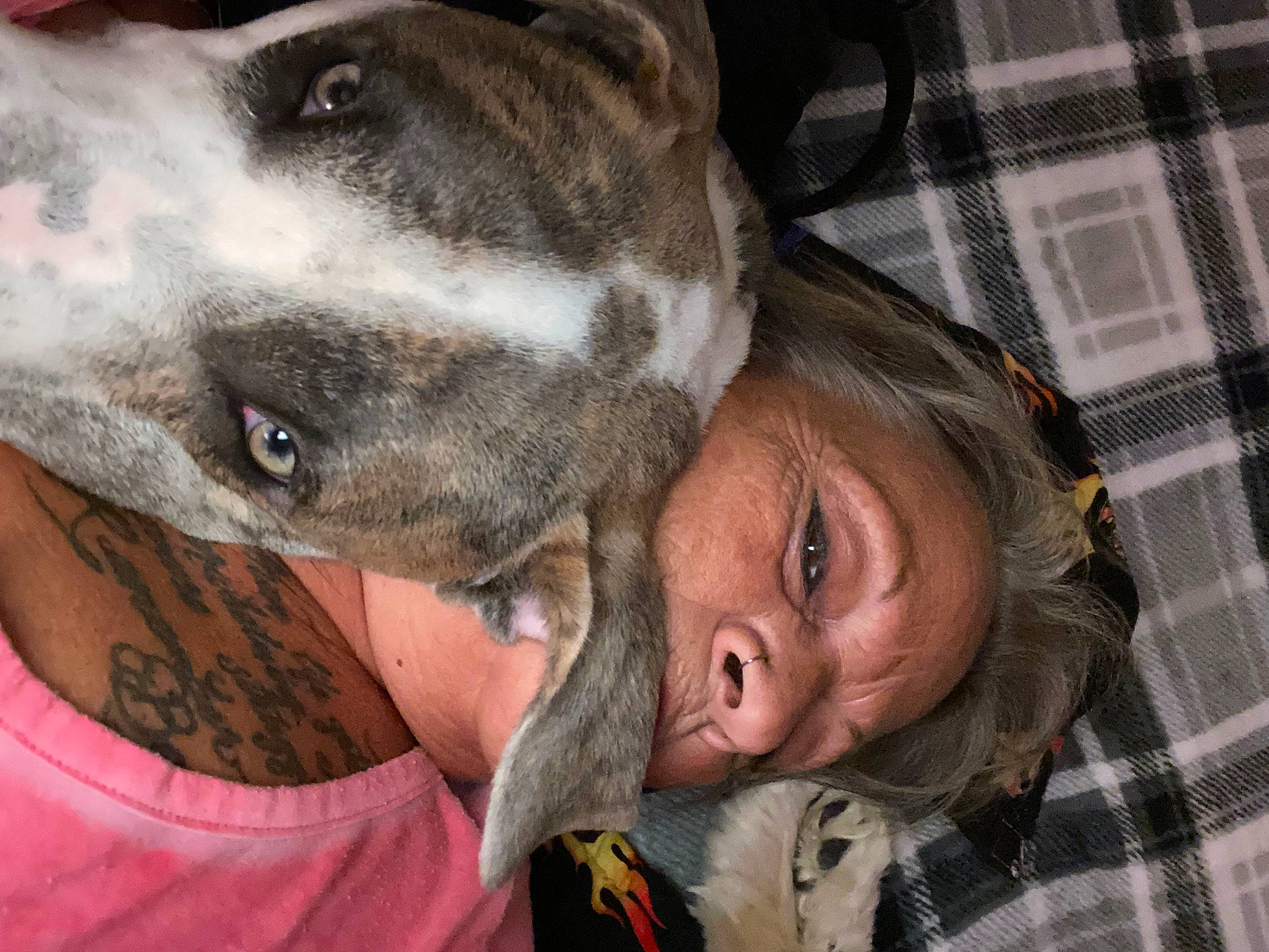 Griffin joined the competition — help win amazing prizes! carnivore, comfort, companion_dog, dog, dog_breed, ear, eye, fawn, fur, gesture, guard_dog, happy, head, pattern, plaid, selfie, snout, tartan, whiskers, working_animal