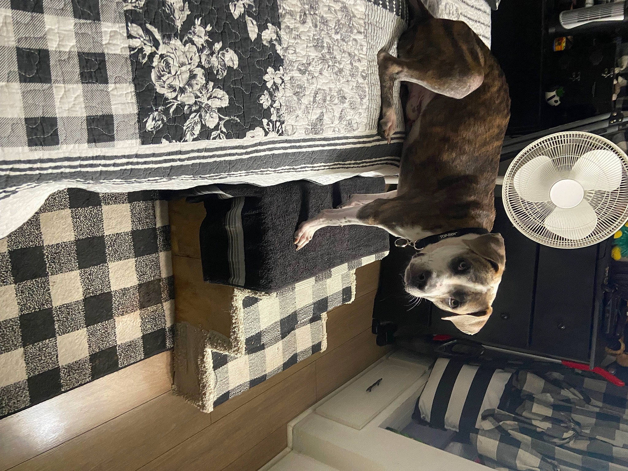 Griffin joined the competition — help win amazing prizes! art, automotive_design, fictional_character, flooring, font, fur, grey, hat, illustration, interior_design, linens, living_room, mechanical_fan, monochrome, monochrome_photography, pattern, rectangle, room, visual_arts, wood