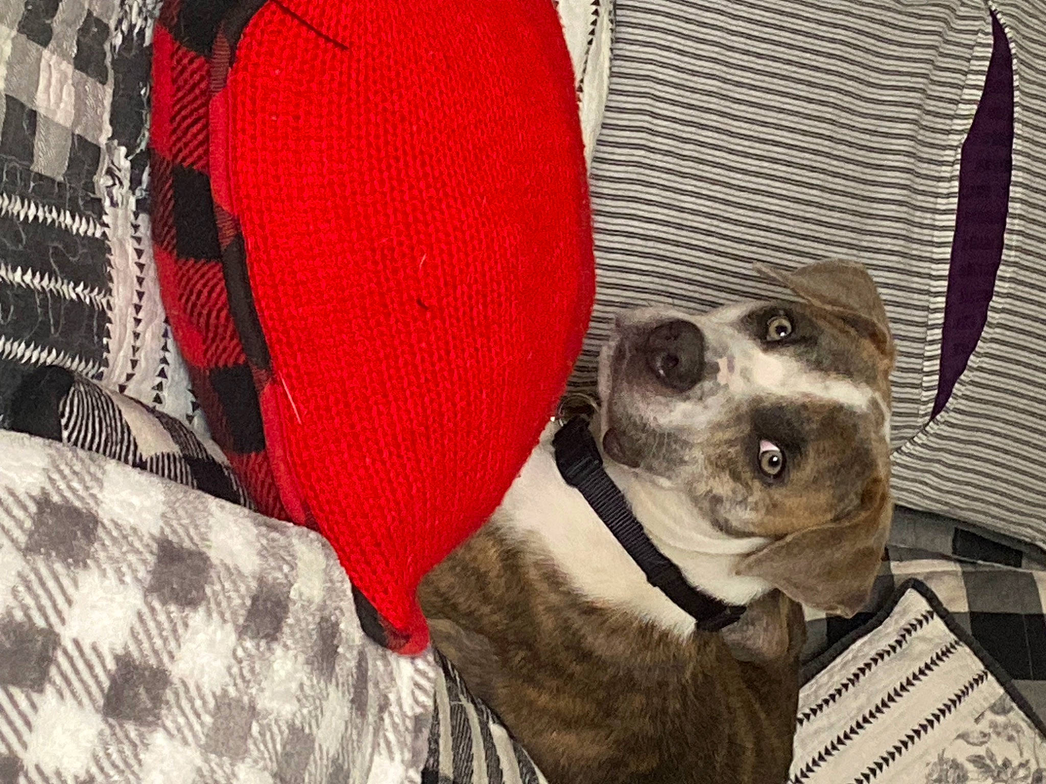 Griffin is registered to the contest to win money with this photo: canidae, carmine, carnivore, collar, companion_dog, dog, dog_breed, dog_collar, dog_supply, fashion_accessory, fawn, leash, monochrome, monochrome_photography, pattern, pet_supply, snout, sporting_group, whiskers, working_animal