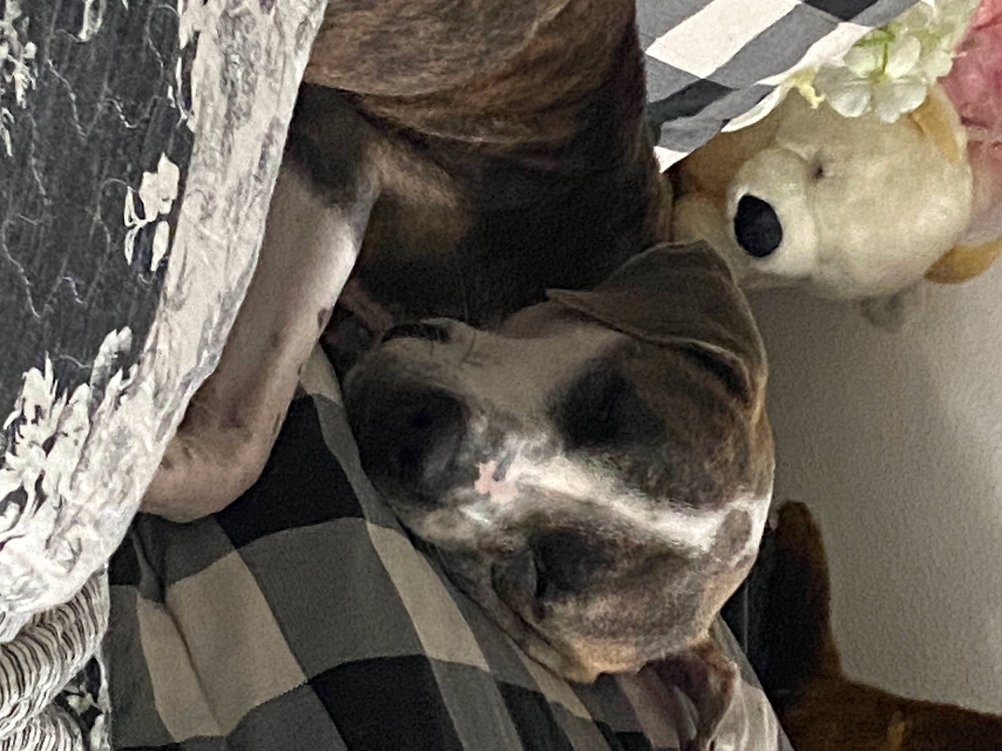 Griffin is registered to the contest to win money with this photo: canidae, carnivore, comfort, companion_dog, dog, dog_breed, fawn, fur, jaw, monochrome_photography, pattern, paw, snout, sporting_group, stuffed_toy, toy, trunk, whiskers, wood, working_animal