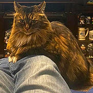 Uffda joined the competition — help win amazing prizes! cat, tabby, long_hair, pet, indoor, legs, denim, sitting, furniture, shelf, collectibles, mug, brown, orange, white, fur, animal, relaxed, looking_at_camera, cozy