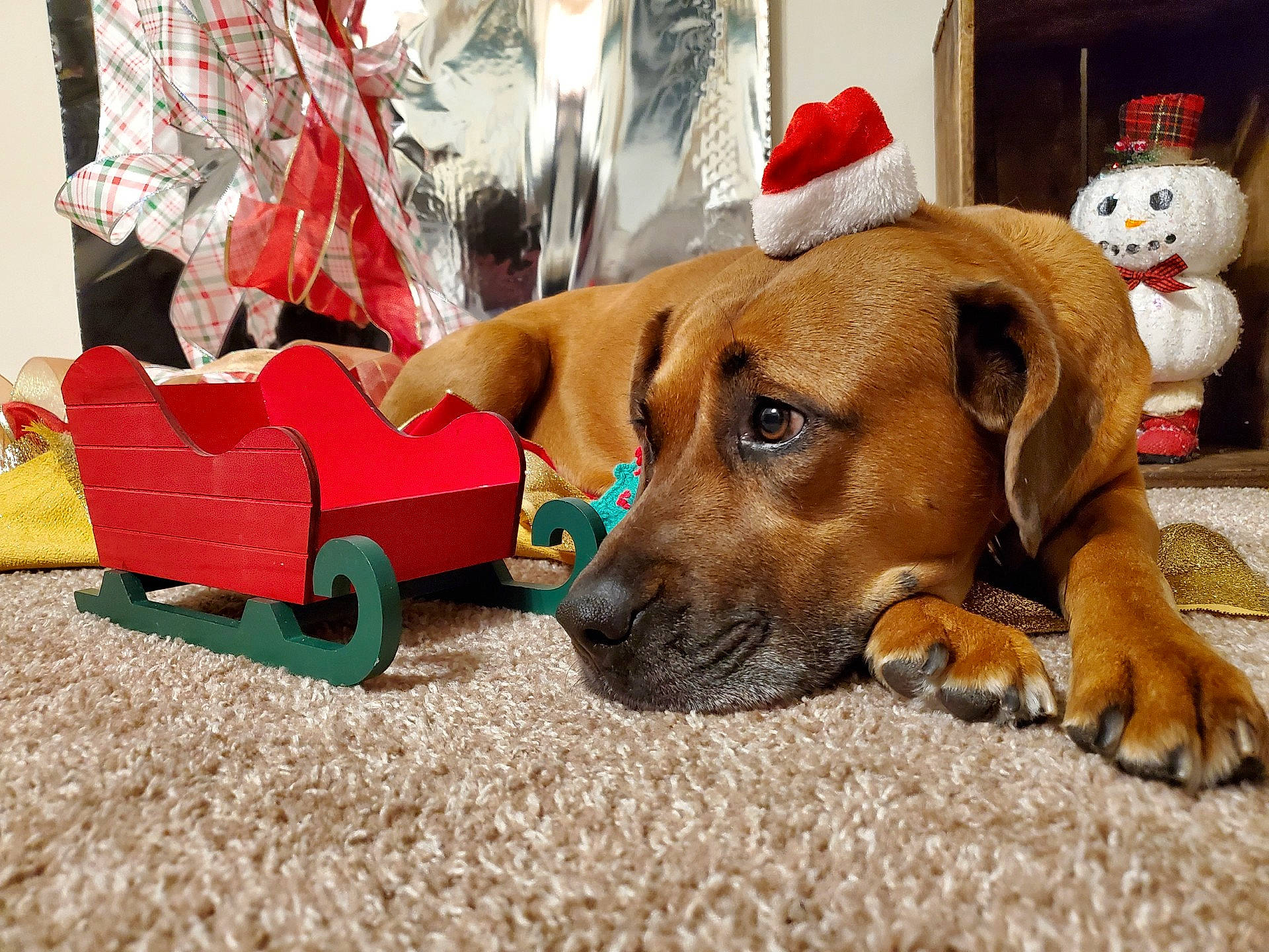 Ellie joined the competition — help win amazing prizes! baby_toys, canidae, carnivore, christmas, collar, companion_dog, dog, dog_breed, dog_supply, fawn, paw, pet_supply, plush, snout, sporting_group, stuffed_toy, teddy_bear, toy, working_animal, working_dog