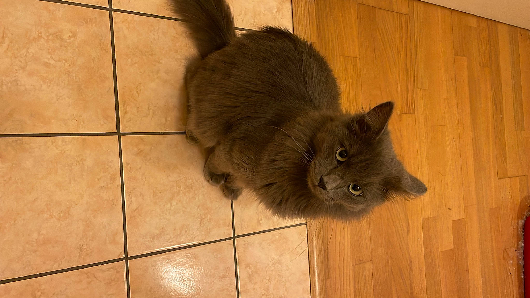 Bulle participe au concours pour gagner de l'argent avec cette photo : carnivore, cat, claw, domestic_short_haired_cat, eye, fawn, felidae, floor, flooring, fur, grey, hardwood, small_to_medium_sized_cats, tail, terrestrial_animal, tile, tile_flooring, whiskers, wood, wood_stain