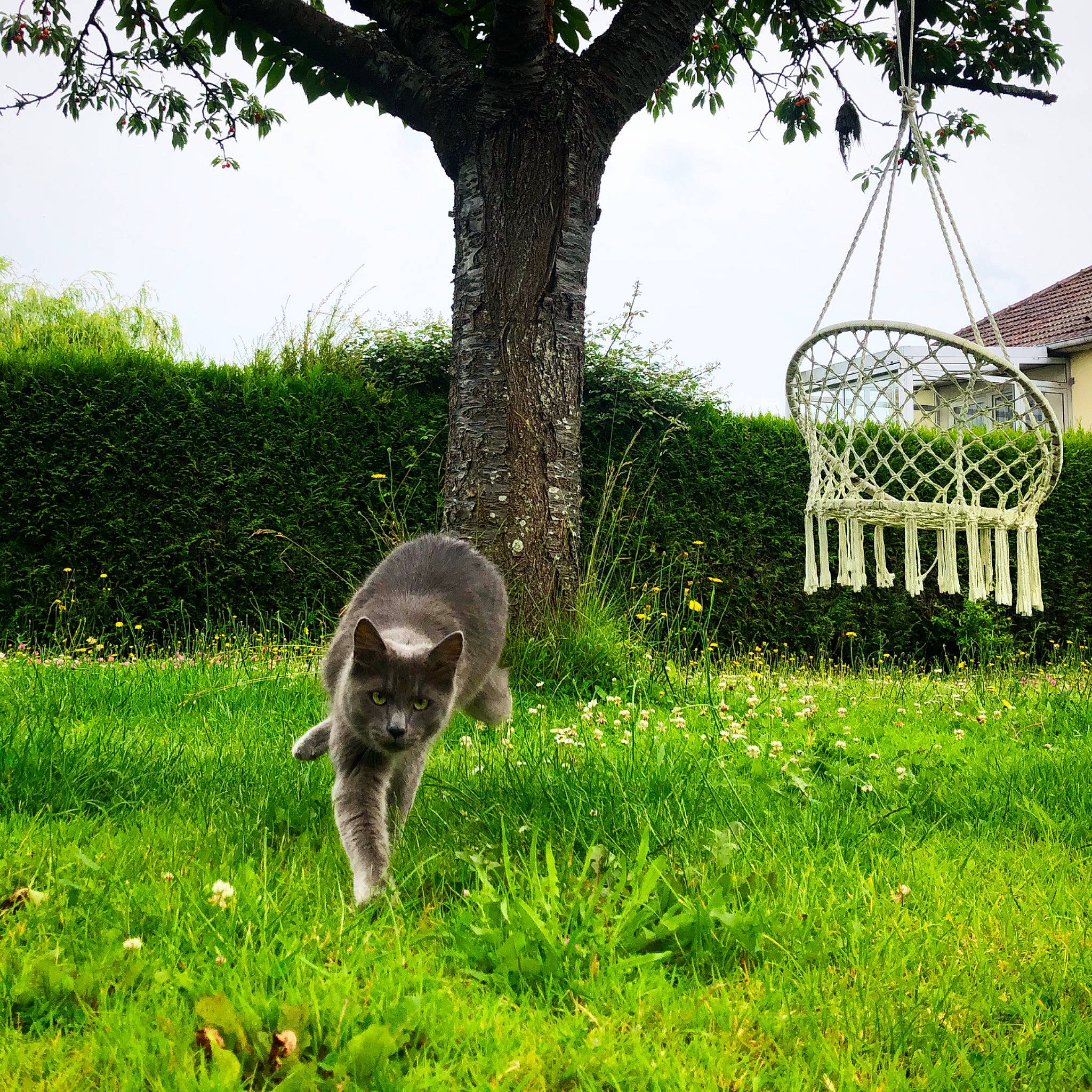 Bulle participe au concours pour gagner de l'argent avec cette photo : carnivore, dog_breed, fawn, garden, grass, grassland, green, groundcover, landscape, lawn, marsupial, meadow, natural_landscape, pasture, plant, shrub, sky, tail, terrestrial_animal, tree