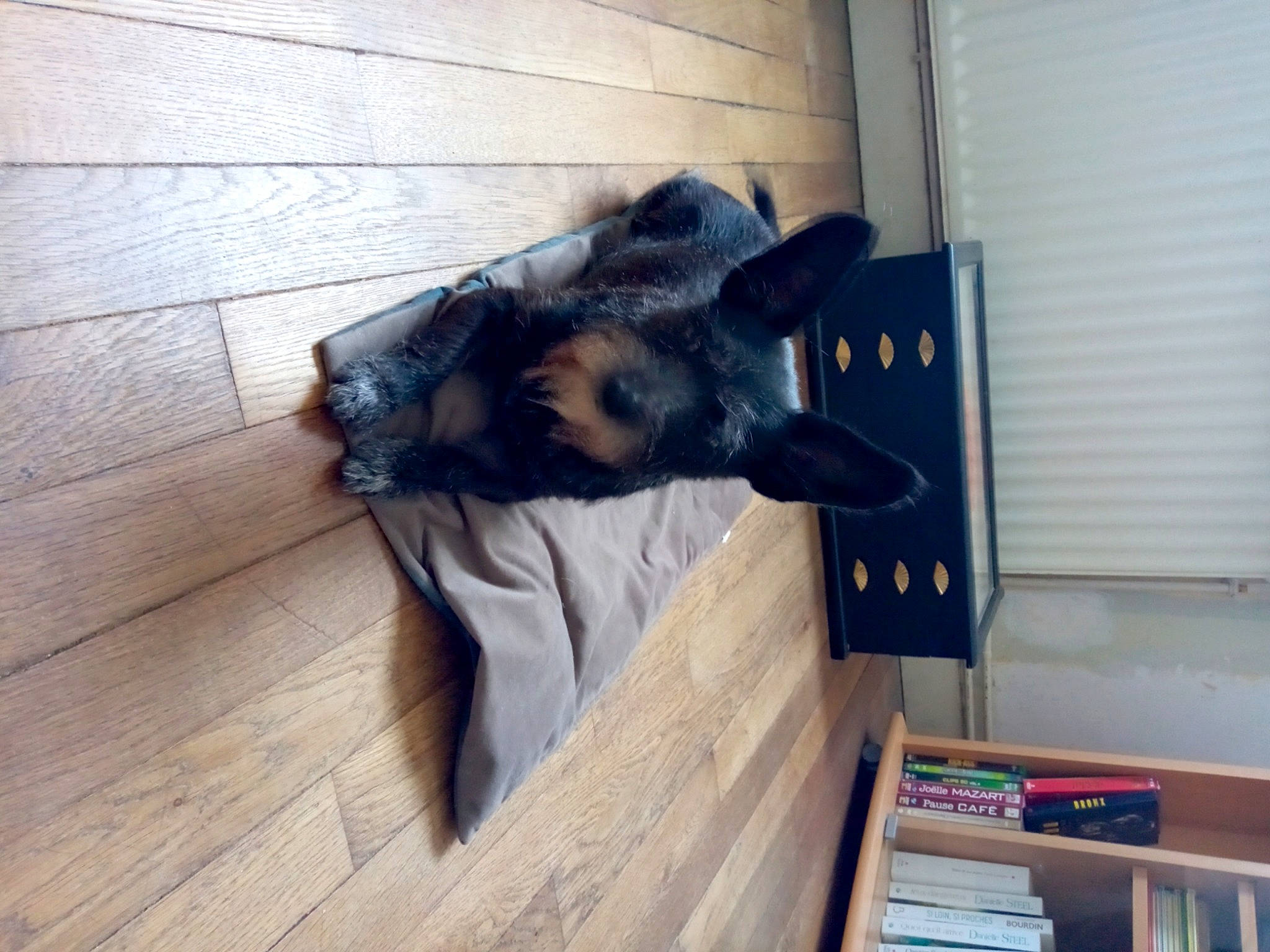 Wendy participe au concours pour gagner de l'argent avec cette photo : canidae, carnivore, companion_dog, dog, dog_breed, dog_supply, fawn, flooring, fur, german_shepherd_dog, guard_dog, hardwood, old_german_shepherd_dog, pet_supply, snout, sporting_group, tail, wood, wood_flooring, working_animal