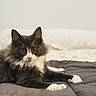 cat, feline, pet, black_and_white, long_hair, bed, bedding, indoor, animal, fur, whiskers, relaxed, laying_down, cute, domestic_animal, looking_at_camera, cozy, home, mammal, resting