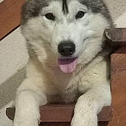 Ulrick participe au concours pour gagner de l'argent avec cette photo : animal, canine, cute, dog, ears, friendly, front_paws, fur, grey_fur, house, indoor, mammal, pet, portrait, resting, siberian_husky, stairs, tongue_out, white_fur, wooden_stairs