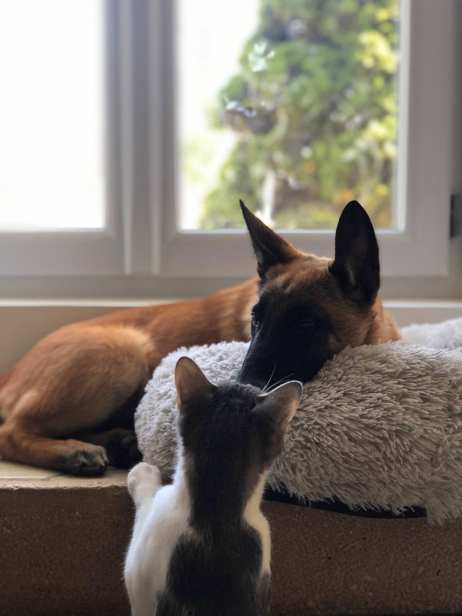 Santa participe au concours pour gagner de l'argent avec cette photo : canidae, carnivore, cat, cat_supply, comfort, dog_breed, domestic_short_haired_cat, fawn, felidae, fixture, fur, grey, room, small_to_medium_sized_cats, snout, tail, terrestrial_animal, tree, whiskers, window