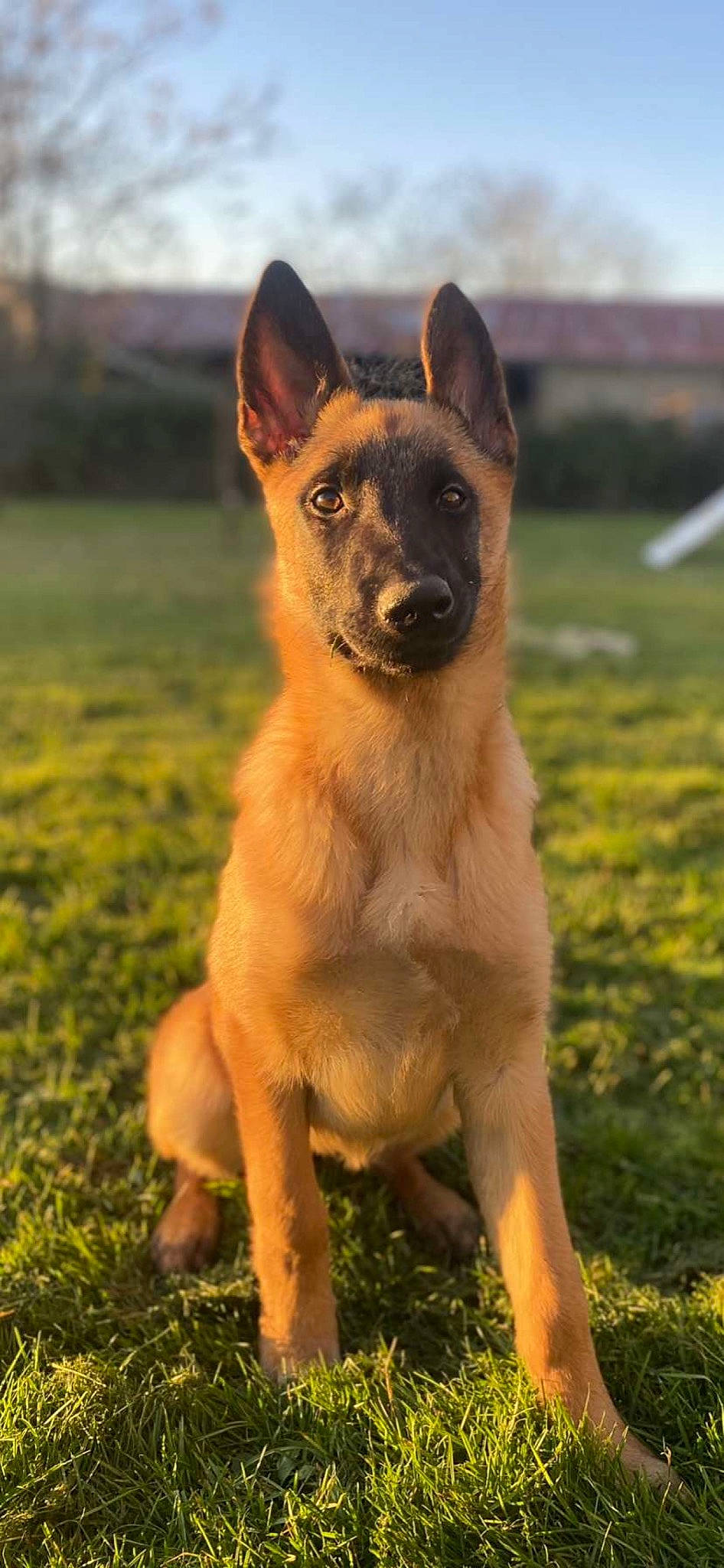 Santa participe au concours pour gagner de l'argent avec cette photo : ancient_dog_breeds, canidae, carnivore, companion_dog, dog, dog_breed, fawn, fur, grass, grassland, plant, sky, snout, sporting_group, tail, terrestrial_animal, whiskers, wildlife, working_animal, working_dog