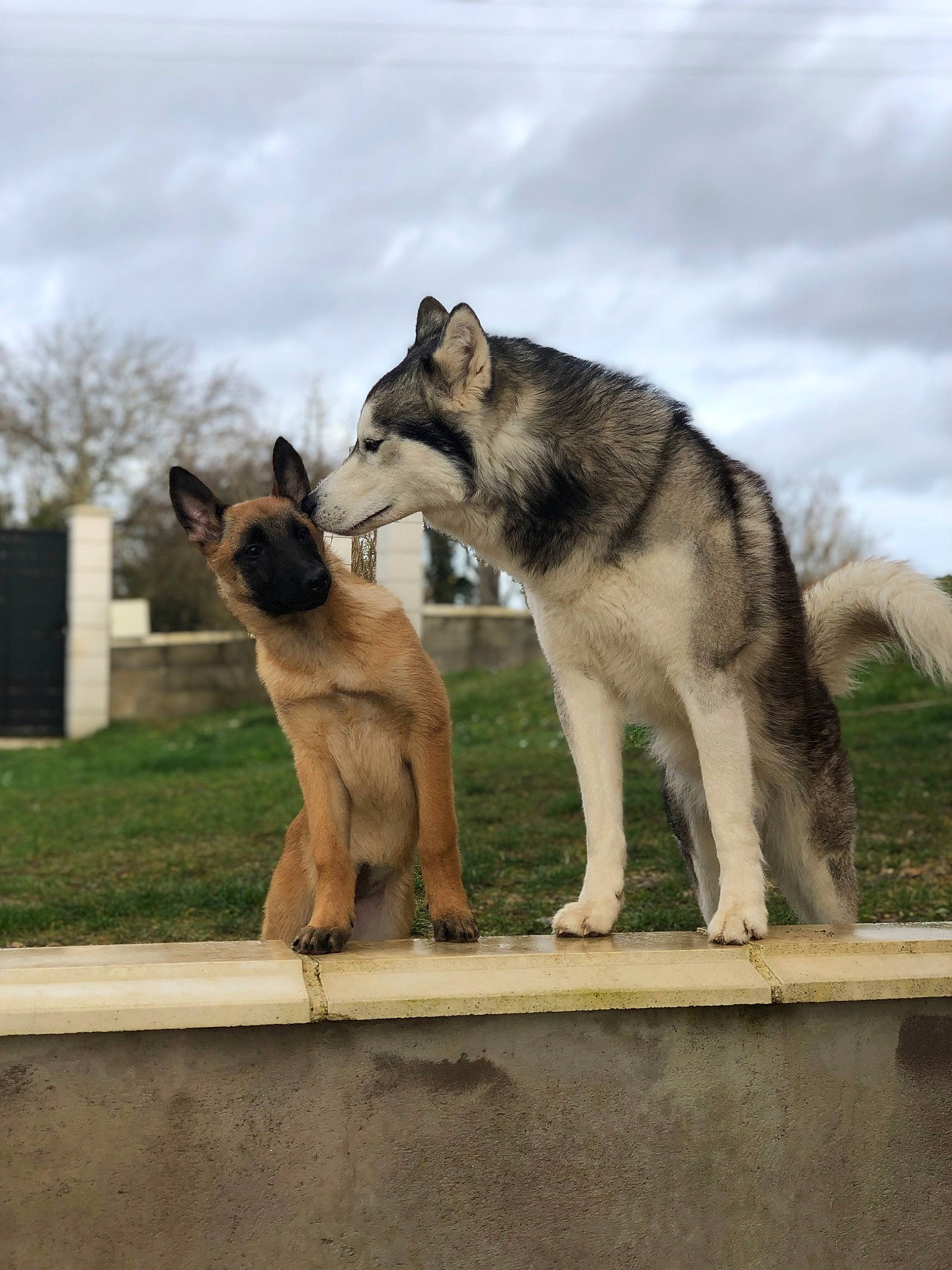 Santa participe au concours pour gagner de l'argent avec cette photo : canidae, carnivore, cloud, companion_dog, dog, dog_breed, fawn, grey, plant, siberian_husky, sky, sled_dog, snout, sporting_group, tail, terrestrial_animal, tree, wildlife, working_animal, working_dog