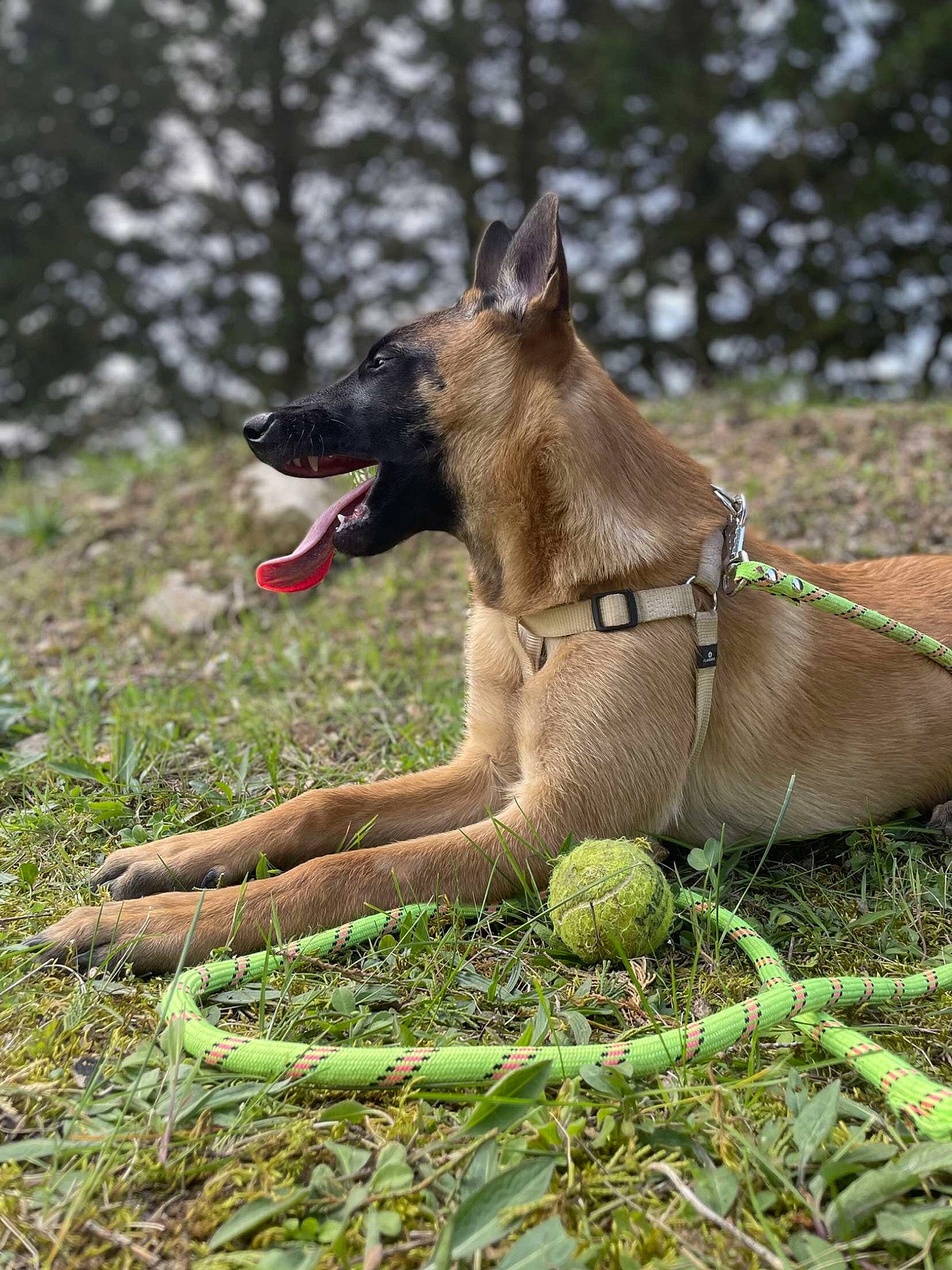 Santa participe au concours pour gagner de l'argent avec cette photo : canidae, carnivore, collar, companion_dog, dog, dog_breed, dog_collar, dog_supply, fawn, grass, leash, liver, pet_supply, rampur_greyhound, snout, sporting_group, tail, terrestrial_animal, tree, working_animal