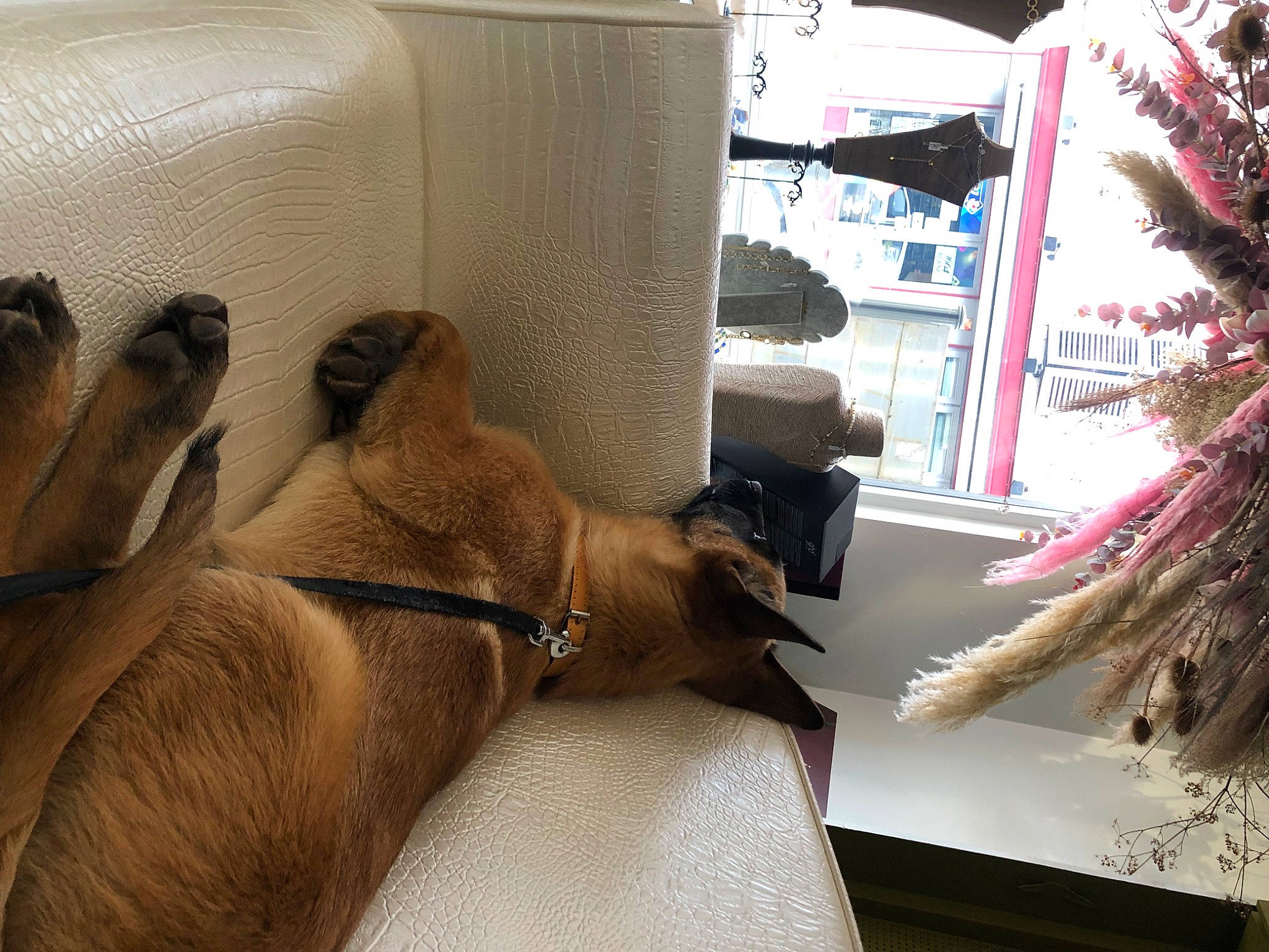 Santa a rejoint le concours — aidez-le/la à gagner de superbes lots ! carnivore, collar, comfort, companion_dog, dog, dog_breed, event, fawn, feather, flooring, foot, hardwood, human_leg, liver, palm_tree, room, tail, whiskers, wood, working_animal