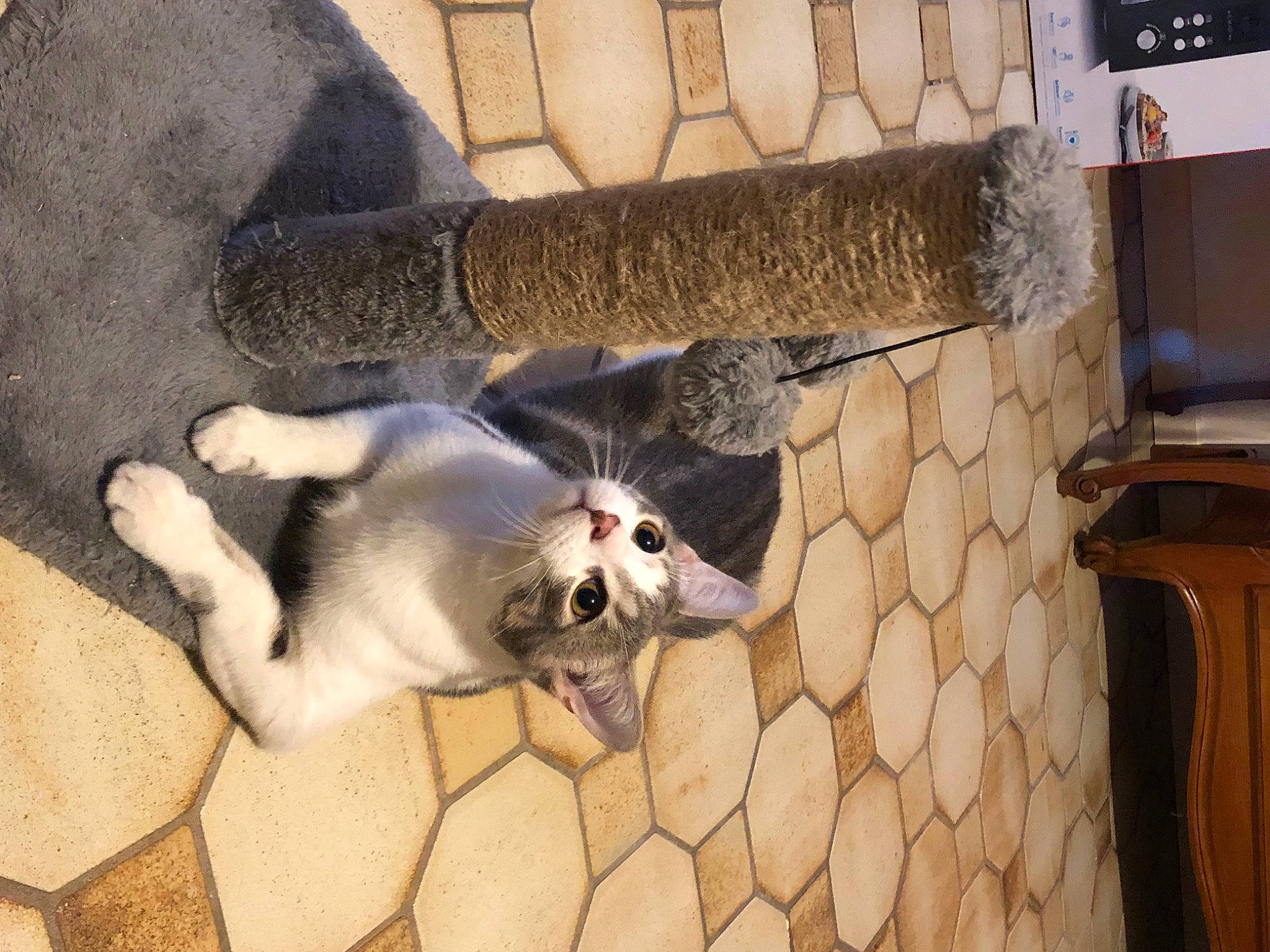 Snow participe au concours pour gagner de l'argent avec cette photo : canidae, carnivore, companion_dog, dog, dog_breed, fawn, felidae, flooring, fur, mammal, non_sporting_group, paw, small_to_medium_sized_cats, snout, sporting_group, tail, toy_dog, whiskers, wood, working_animal