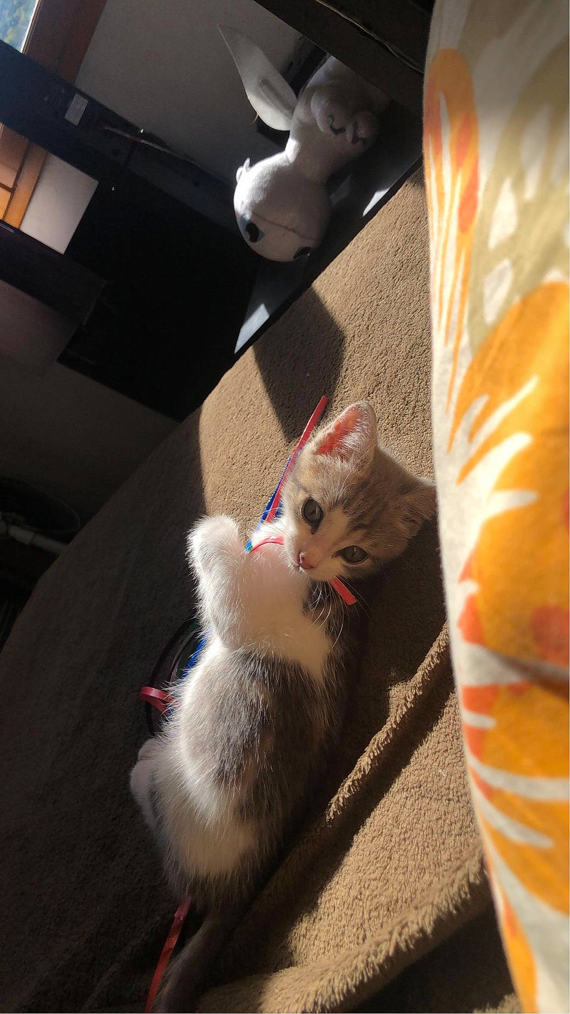 Snow participe au concours pour gagner de l'argent avec cette photo : box, cardboard, carnivore, cat, claw, domestic_short_haired_cat, fawn, felidae, flooring, foot, fur, human_leg, lap, paw, sitting, small_to_medium_sized_cats, snout, tail, whiskers, wood