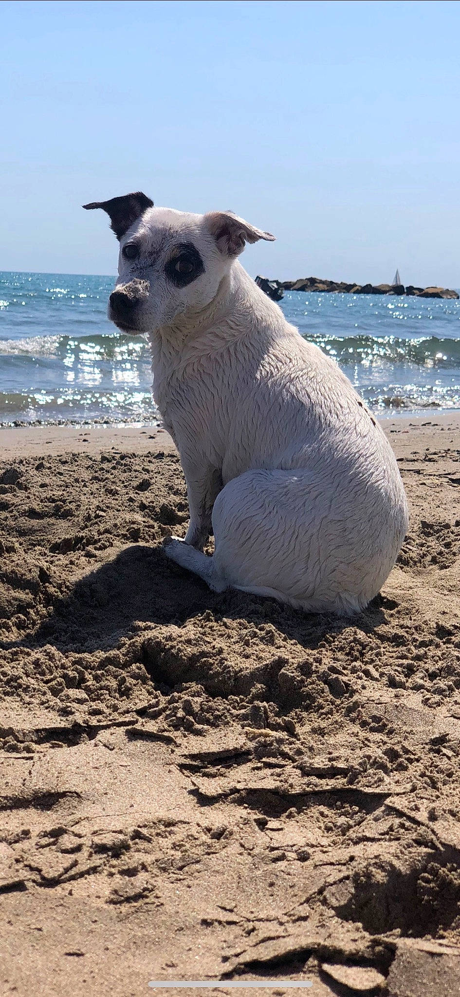 Holly participe au concours pour gagner de l'argent avec cette photo : azure, beach, canidae, carnivore, dog_breed, fawn, horizon, landscape, liquid, mammal, ocean, sand, shadow, sky, soil, terrestrial_animal, water, wind_wave, wood, working_animal