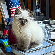 Otis is registered to the contest to win money with this photo: cat, kitten, fluffy, long_hair, blue_eyes, sitting, books, table, indoor, home, lantern, doll, patriotic, stars, furniture, portrait, pet, adorable, brown, white