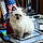 Otis