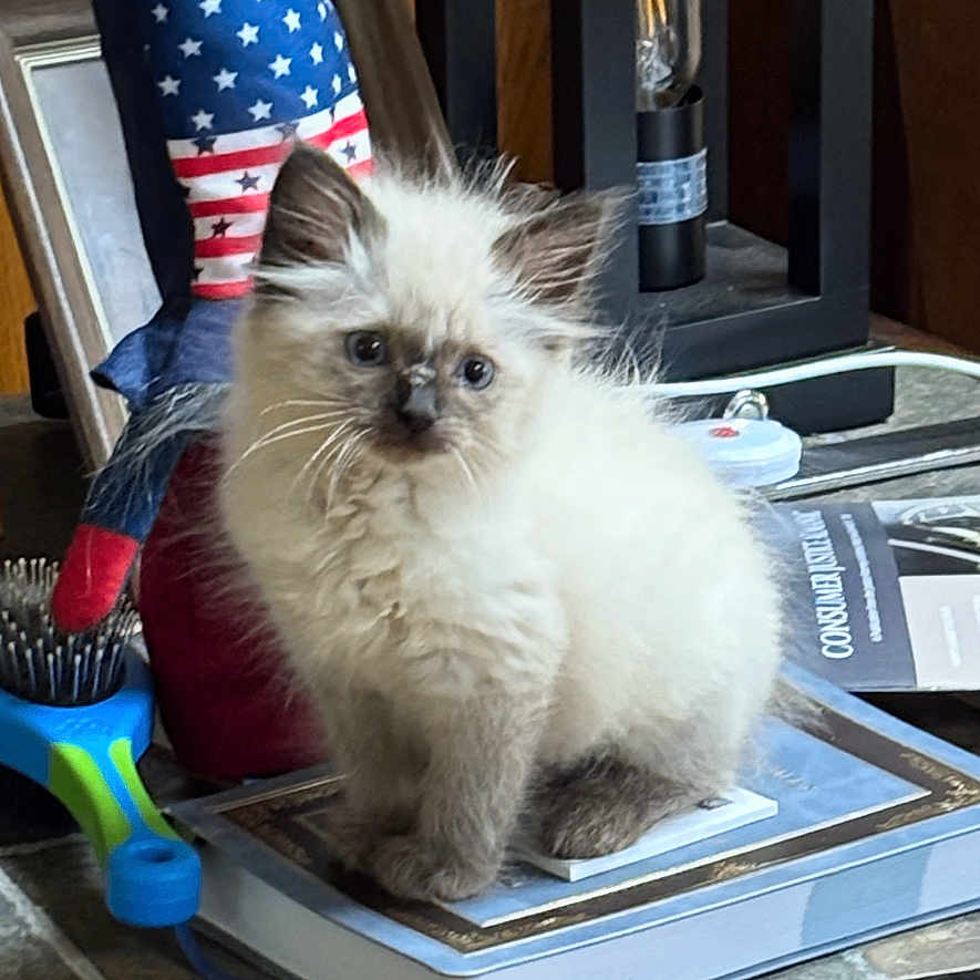 Otis is registered to the contest to win money with this photo: cat, kitten, fluffy, long_hair, blue_eyes, sitting, books, table, indoor, home, lantern, doll, patriotic, stars, furniture, portrait, pet, adorable, brown, white