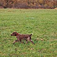 Artus participe au concours pour gagner de l'argent avec cette photo : dog, grass, field, autumn, trees, outdoor, nature, canine, collar, walking, brown_dog, leaves, fall, scenery, animal, pet, greenery, daylight, motion, landscape