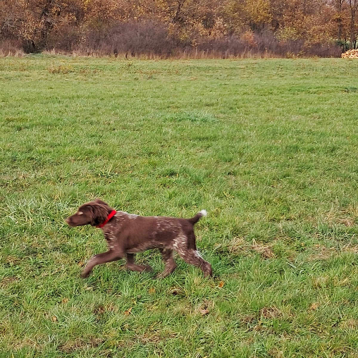 Artus participe au concours pour gagner de l'argent avec cette photo : animal, autumn, brown_dog, canine, collar, daylight, dog, fall, field, grass, greenery, landscape, leaves, motion, nature, outdoor, pet, scenery, trees, walking