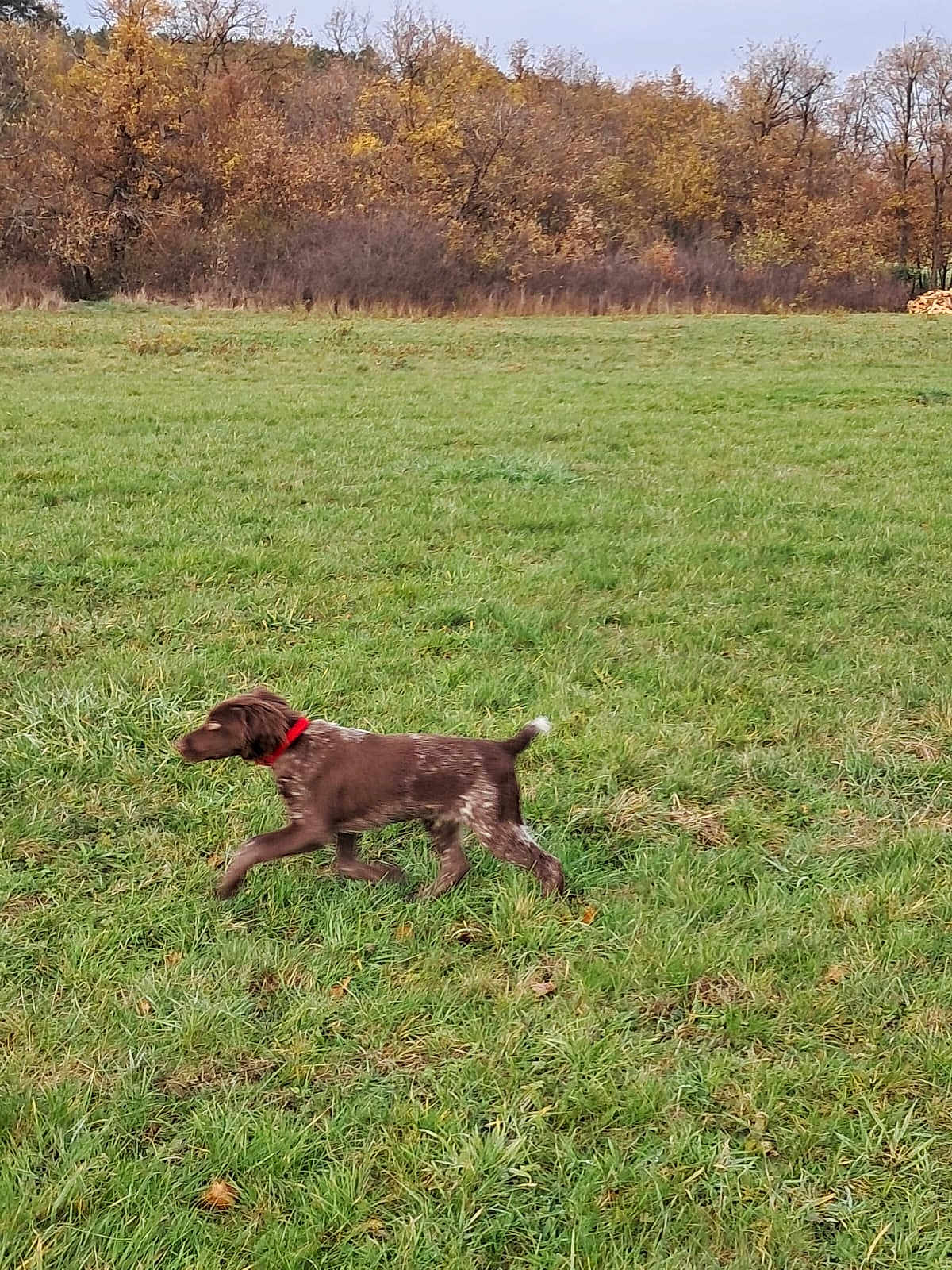 Artus participe au concours pour gagner de l'argent avec cette photo : dog, grass, field, autumn, trees, outdoor, nature, canine, collar, walking, brown_dog, leaves, fall, scenery, animal, pet, greenery, daylight, motion, landscape