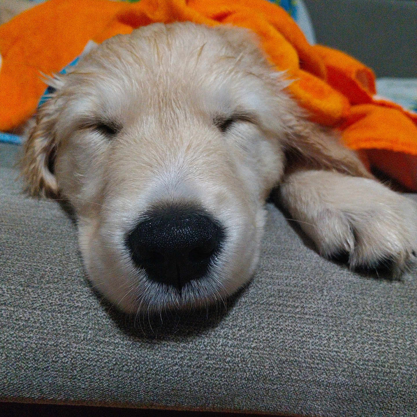 Vicky participe au concours pour gagner de l'argent avec cette photo : animal, blanket, canine, cockerspaniel, couch, cushion, dog, eskimodog, furniture, goldenretriever, homedecor, hound, husky, labradorretriever, person, pet, puppy, sleeping, snout, whitedog