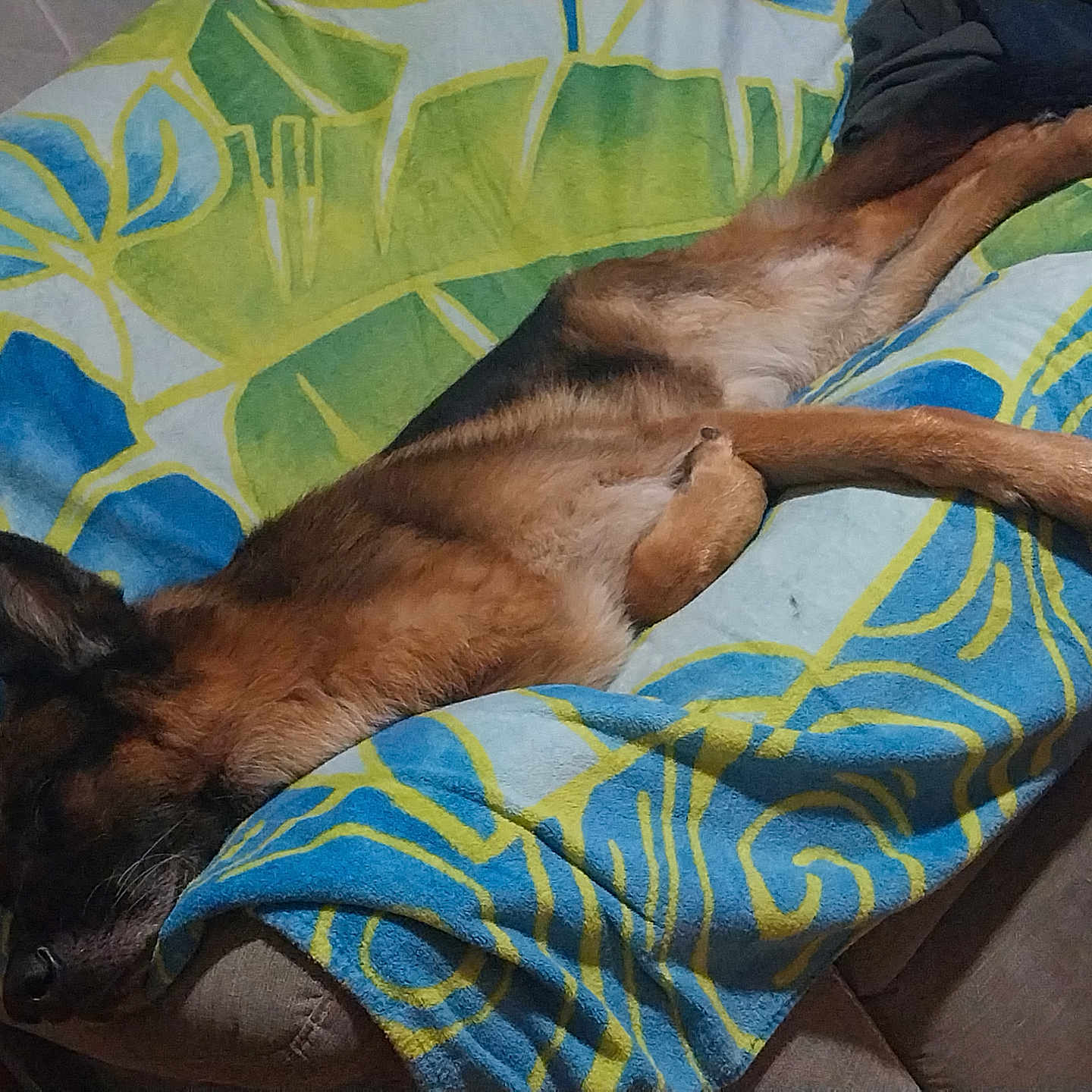Narko