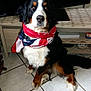 animal, bernese_mountain_dog, black_fur, brown_fur, canine, companion, cute, decor, dog, domestic, furniture, household, indoor, mammal, pet, portrait, scarf, sitting, tile_floor, white_fur