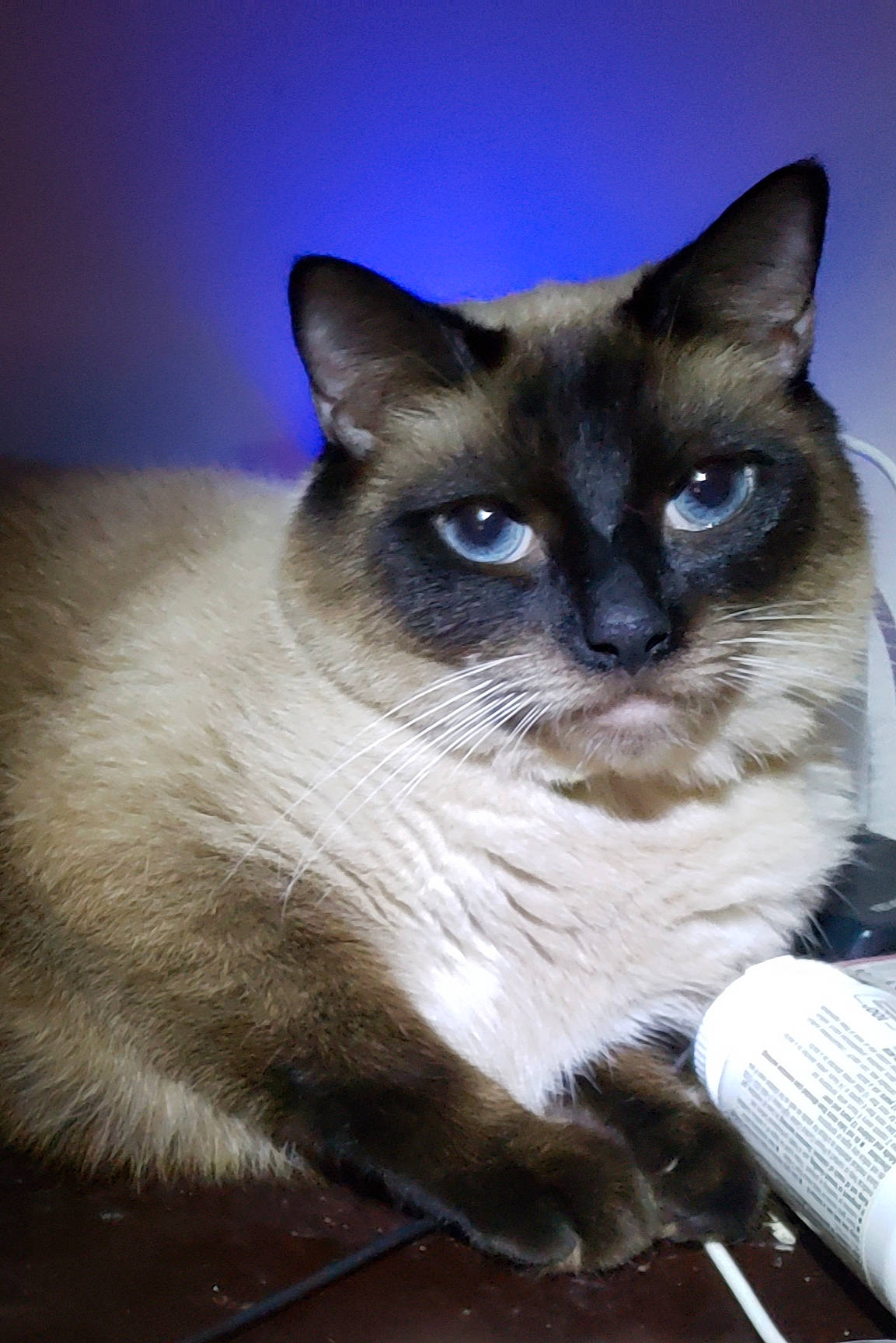 Smut joined the competition — help win amazing prizes! balinese, birman, burmese, carnivore, cat, colorpoint_shorthair, eye, felidae, himalayan, javanese, mammal, ojos_azules, siamese, small_to_medium_sized_cats, snout, snowshoe, thai, tonkinese, vertebrate, whiskers